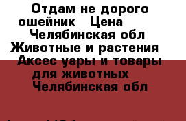 Отдам не дорого ошейник › Цена ­ 150 - Челябинская обл. Животные и растения » Аксесcуары и товары для животных   . Челябинская обл.